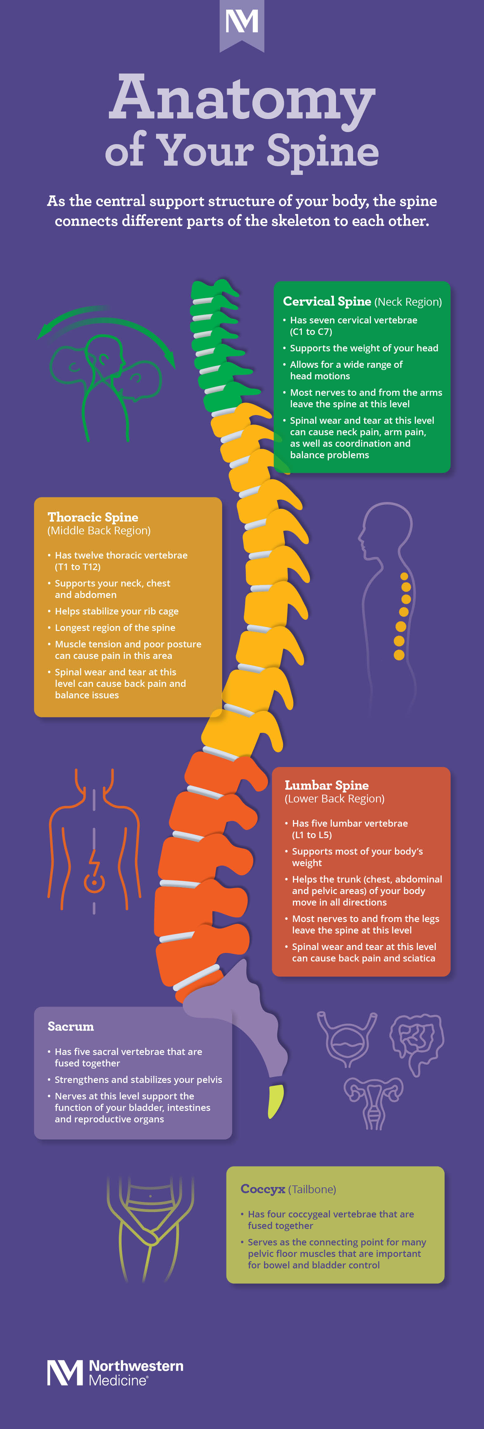 Map of Your Spine Infographic